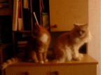 жили были 2 хвоста, 8 лапок - 2 кота, 30-03-13