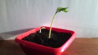 01-02-2015 (11cm) !!!, 01-02-15