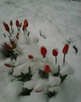 18.04.2017. Мой сад умер. ((( Выжил! ))), 20-04-17