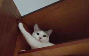 Барсик Любимый Кот, 03-11-25